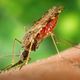 Paludisme : bientôt un vaccin efficace à 100 % ?